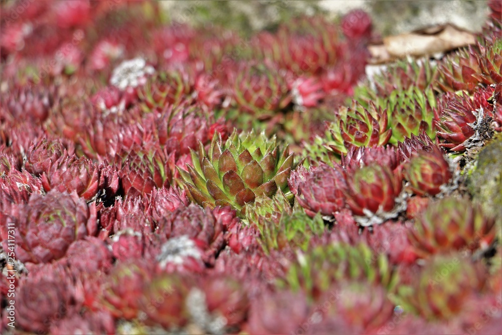 mountain plants. succulents