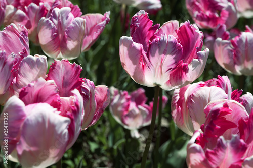 pink with white tulips close up
