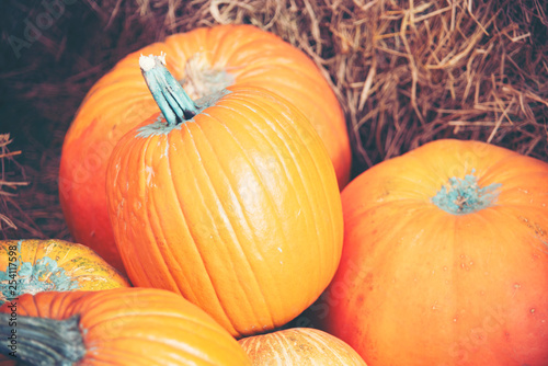 Giant Pumpkin Cultivated fr...