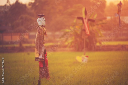 scarecrow in the paddy rice...