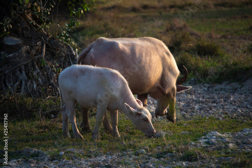 water buffalo in paddy fiel...