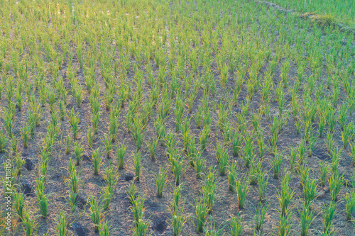 Paddy rice field in Thailand