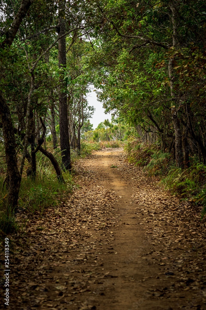 Obraz premium Tunnel pathway in mystic forest nature background
