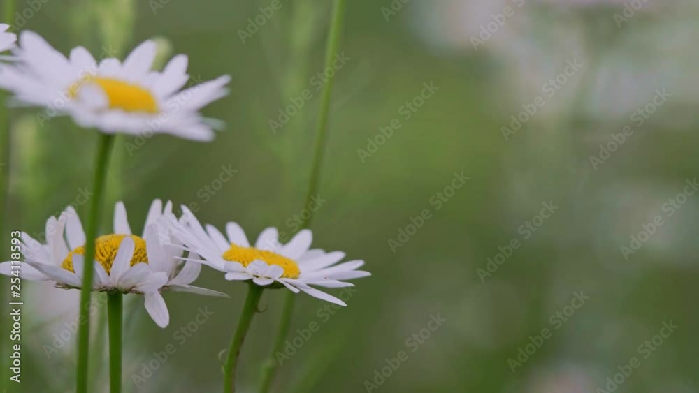 Daisies in the foreground. Blurred background. Daisies in the foreground. Blurred background.
