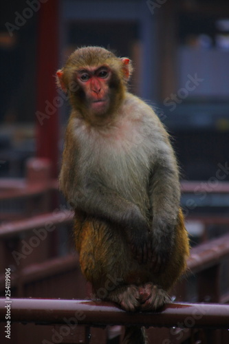 Curious Rhesus Macaque Monkey ( Macaca Mulatta ) being nosey in Zhangjiajie National Park - Hunan Province ,  China © George