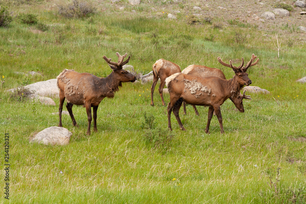 group of elk grazing in field