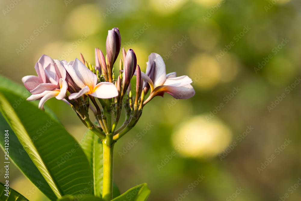 Fototapeta premium Beautiful of plumeria Flower