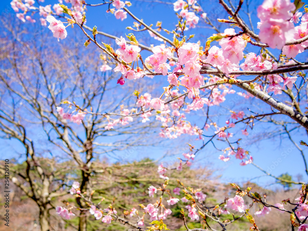 Obraz premium 【静岡県伊豆市】満開の桜【修善寺虹の郷】