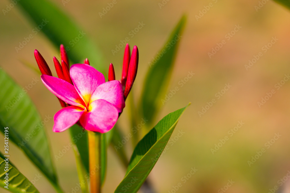 Beautiful of plumeria Flower