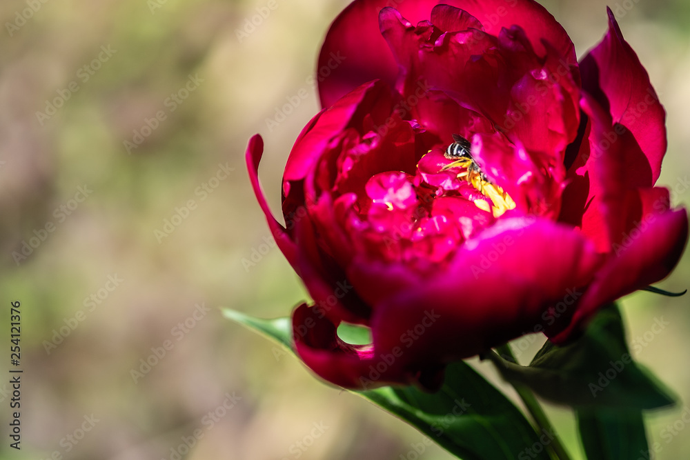 beautiful pink flower peony in a bed of insects collecting nectar