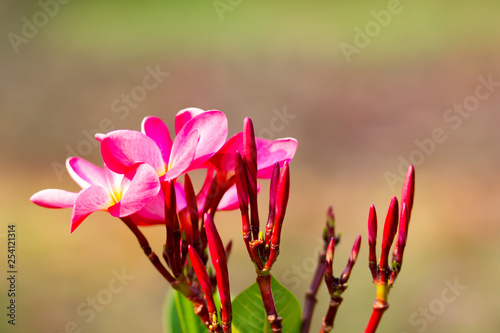 Beautiful of plumeria Flower © pong