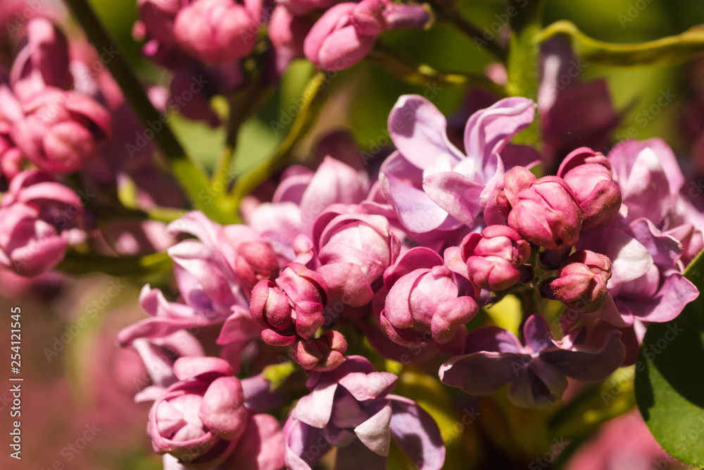 Branch of fresh purple lilac flowers in a city public park close-up