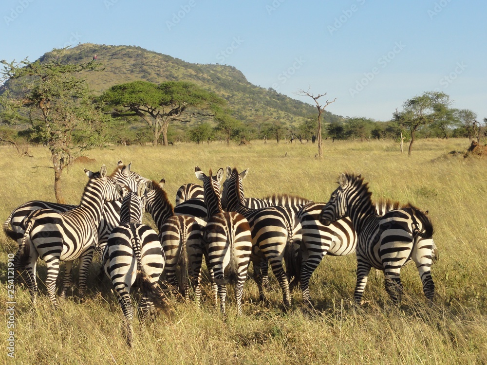 Obraz premium Zèbres@ptiteidcom