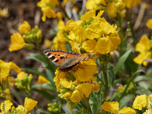 Le papillon la Petite tortue ou Vanesse de l'ortie (Aglais urticae), posée sur une fleur de giroflée photo