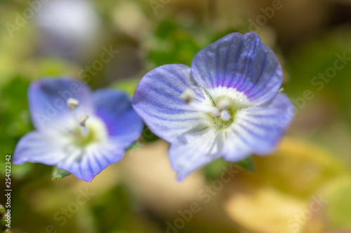 春の青い花