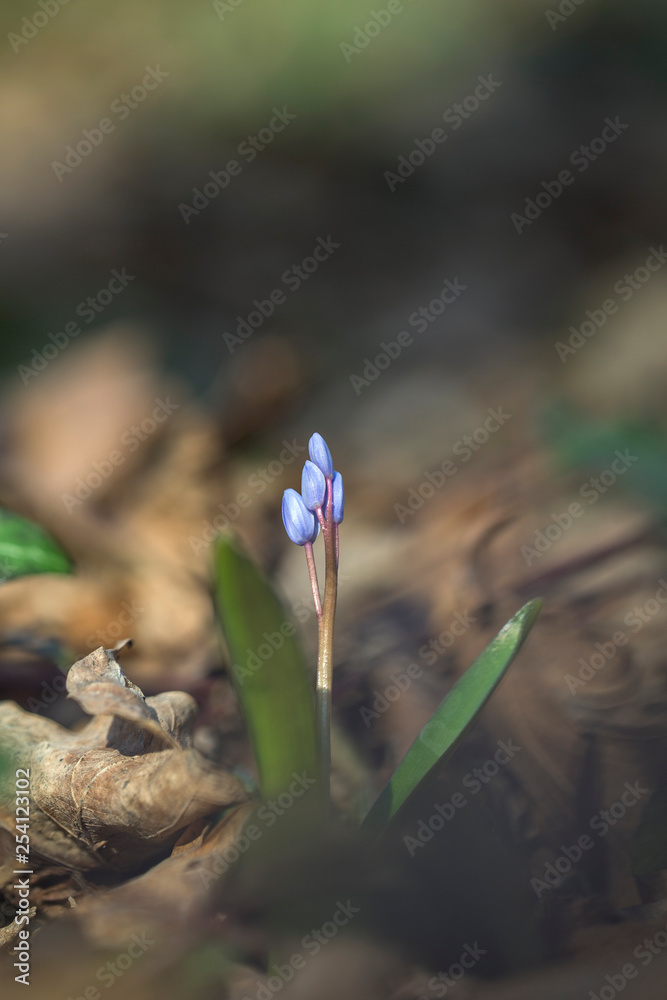 In the spring forest bloom ephemeroid plant Scilla bifolia. Scilla bifolia in natural habitat. In the spring forest bloom ephemeroid plant Scilla bifolia. Scilla bifolia in natural habitat.