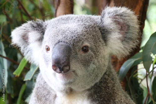 Koala Bear  Lone Pine Sanctuary  Brisbane  Australia 