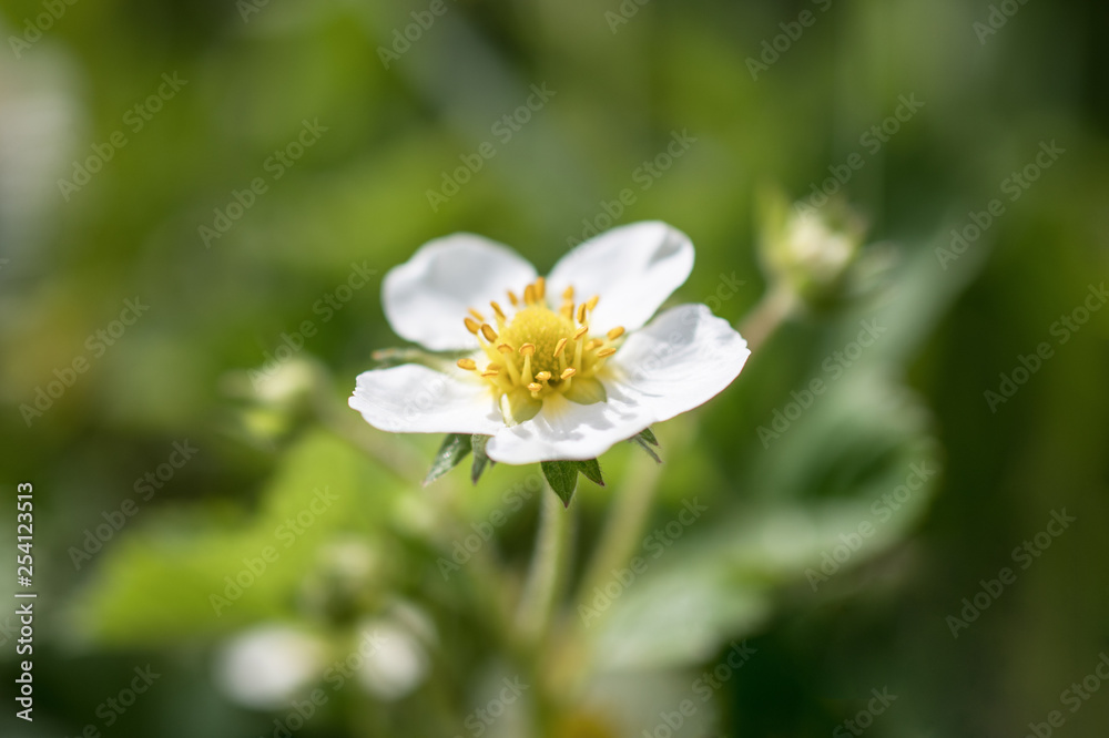 One white strawberry blossom, Victoria blossomed on the plantation. Horizontal macro photography