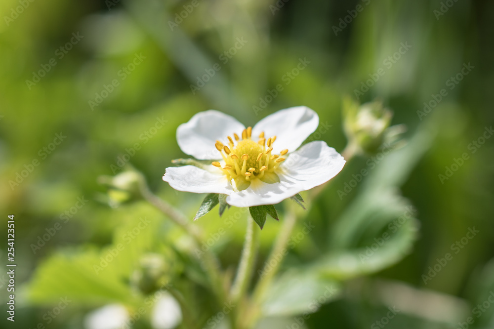 One white strawberry blossom, Victoria blossomed on the plantation. Horizontal macro photography One white strawberry blossom, Victoria blossomed on the plantation. Horizontal macro photography