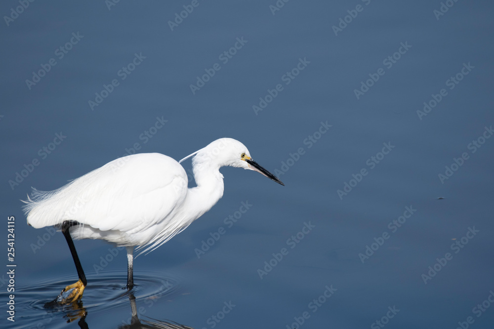 Little egret, Tatebayashi city, Gunma prefecture, Japan Little egret, Tatebayashi city, Gunma prefecture, Japan