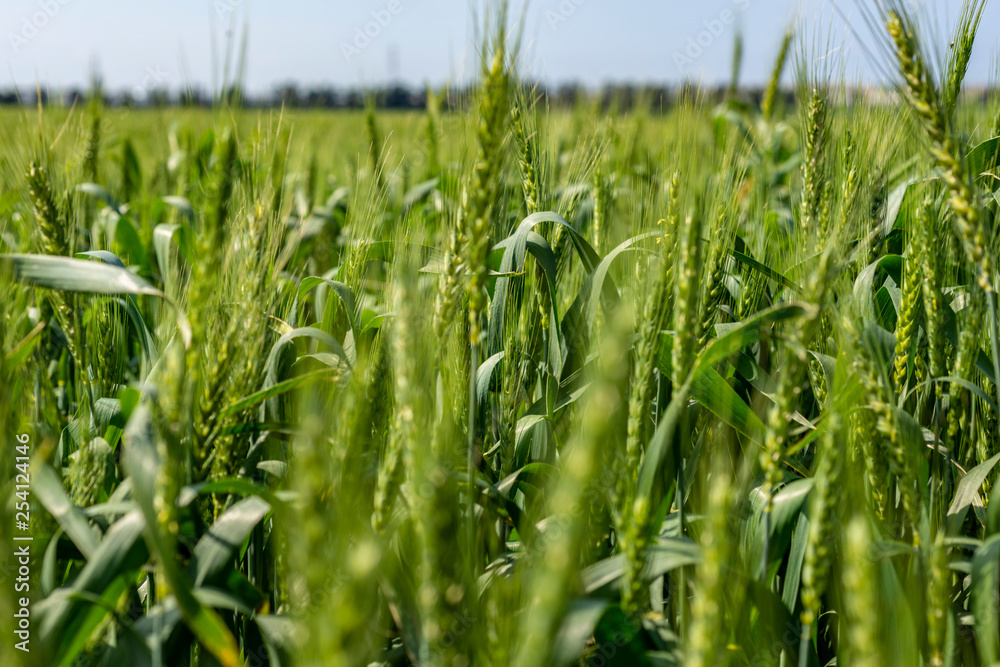 Obraz premium Green wheat field