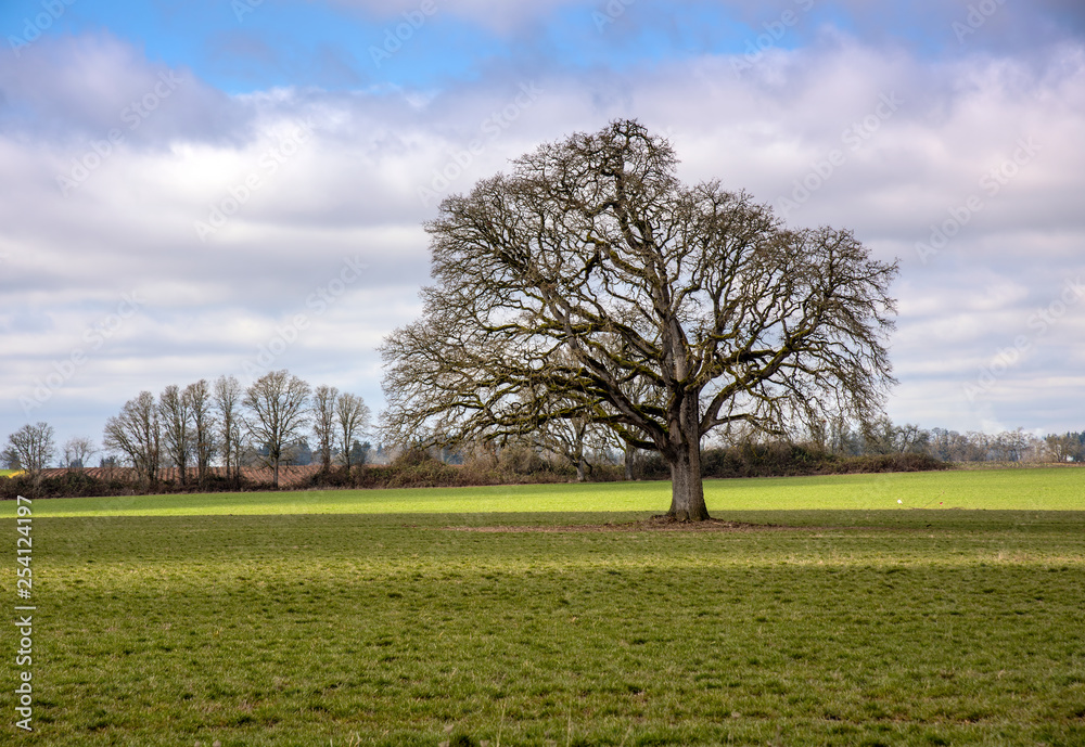 Obraz premium Large tree in a field Oregon countryside.