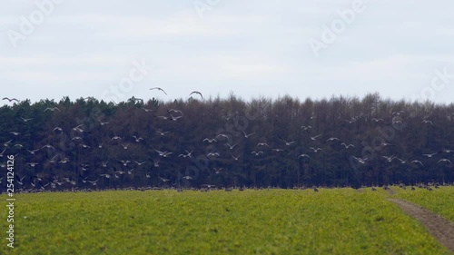 Bird flock of wild migrating grey geese taking off on a green winter field against brown forest trees in northern Germany