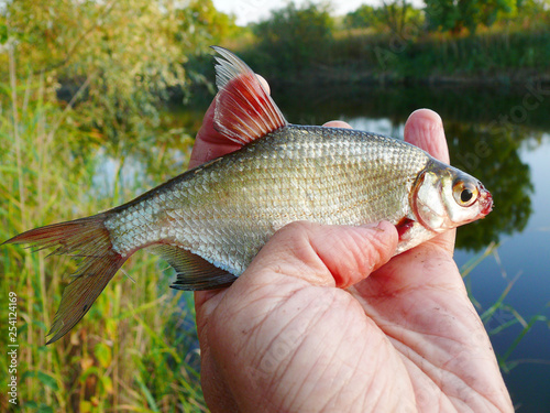 Fish roach bream in angler's hand