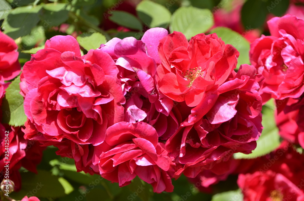 flower flower
