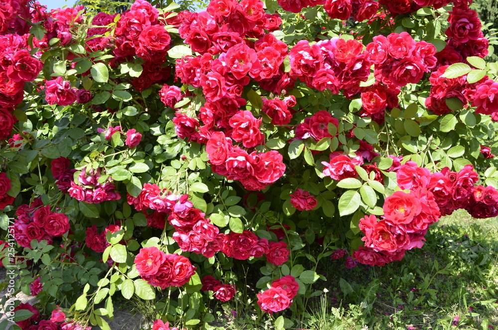 flower flower