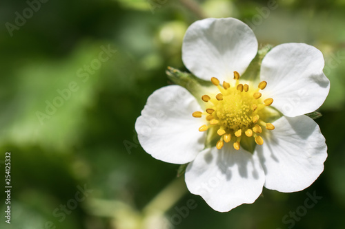 Top view of blooming strawberry blossom, Victoria garden on green background. Close - up, horizontal photography