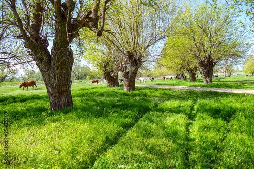 Cows graze grass along mulberry trees. It is spring. Fresh grass and young leaves of trees.