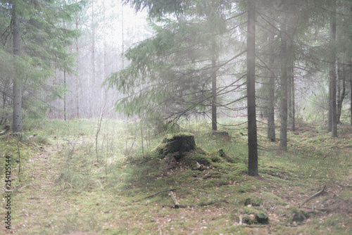 Misty forest in Finland. photo