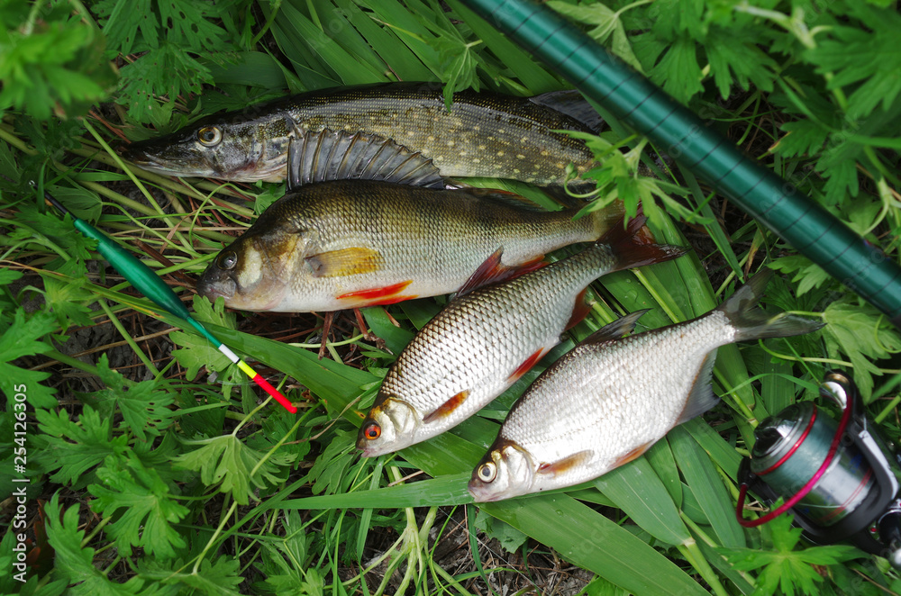Pike, perch, roach, bream and fishing rod Pike, perch, roach, bream and fishing rod