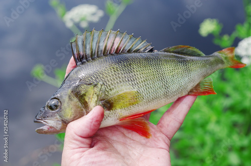 Fish perch in angler's hand