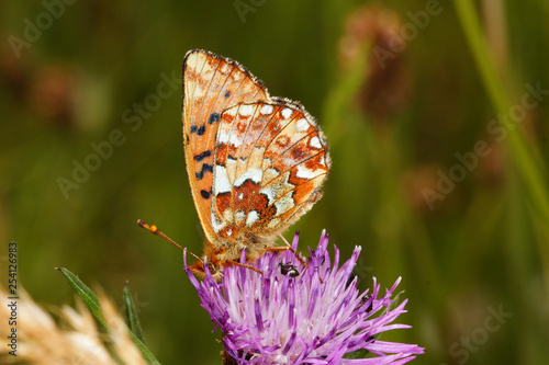 Boloria aquilonaris (STICHEL, 1908) Hochmoor-Perlmuttfalter 23.06.2017 DE, RLP, Eifel, Strohn photo