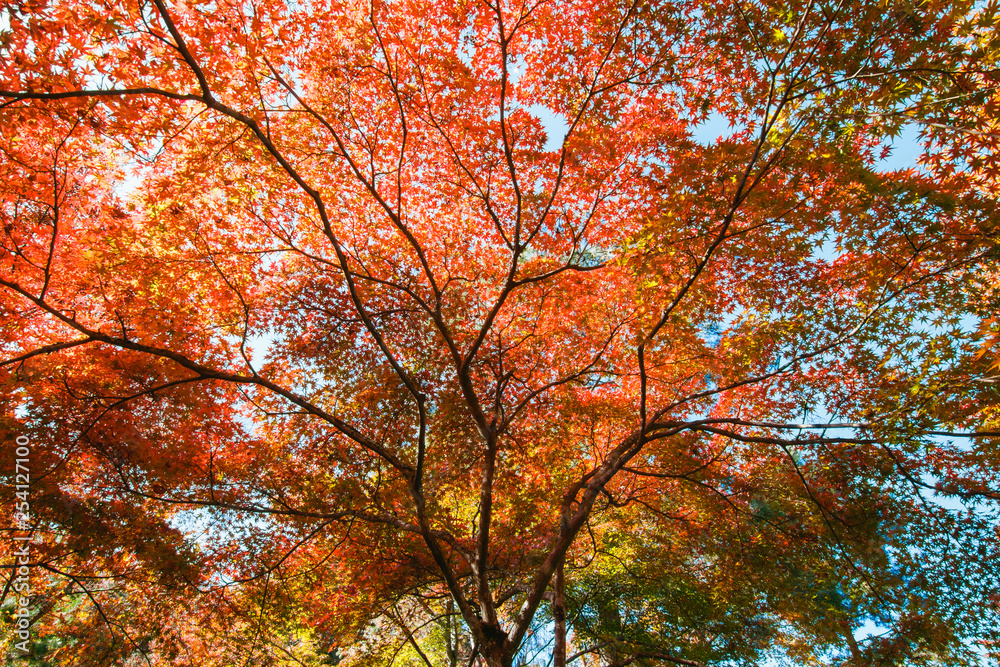 leaves colors season , Autumn Colors in Japan, Fall Foliage 