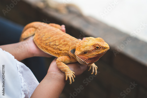 Asian child girl holding and playing with chameleon with curious and fun. She is not scared to hold it on hand.