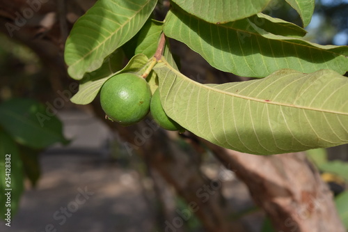 Guayaba verde, Pisindium guajavaen verde, fruta tropical rica en fibra y vitamina C en Bagamoyo en Tanzania, Africa del Este.