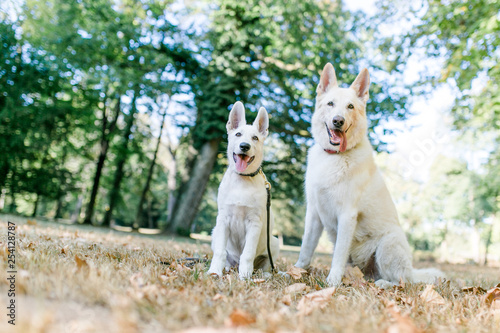 Weißer Schäferhund und Welpe