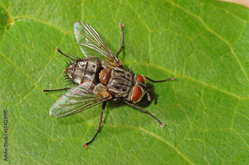 Phryxe vulgaris Raupenfliege 16.06.2017 DE, RLP, Mosel, Piesport photo