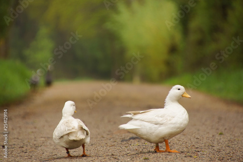 little ducks walking down the road