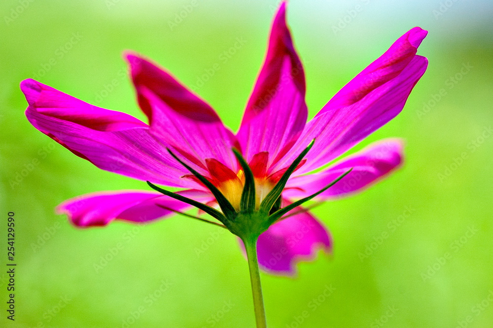 Close-up of pink cosmos in Japan