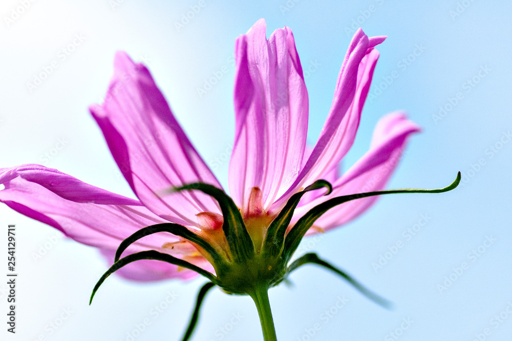 Close-up of pink cosmos in Japan