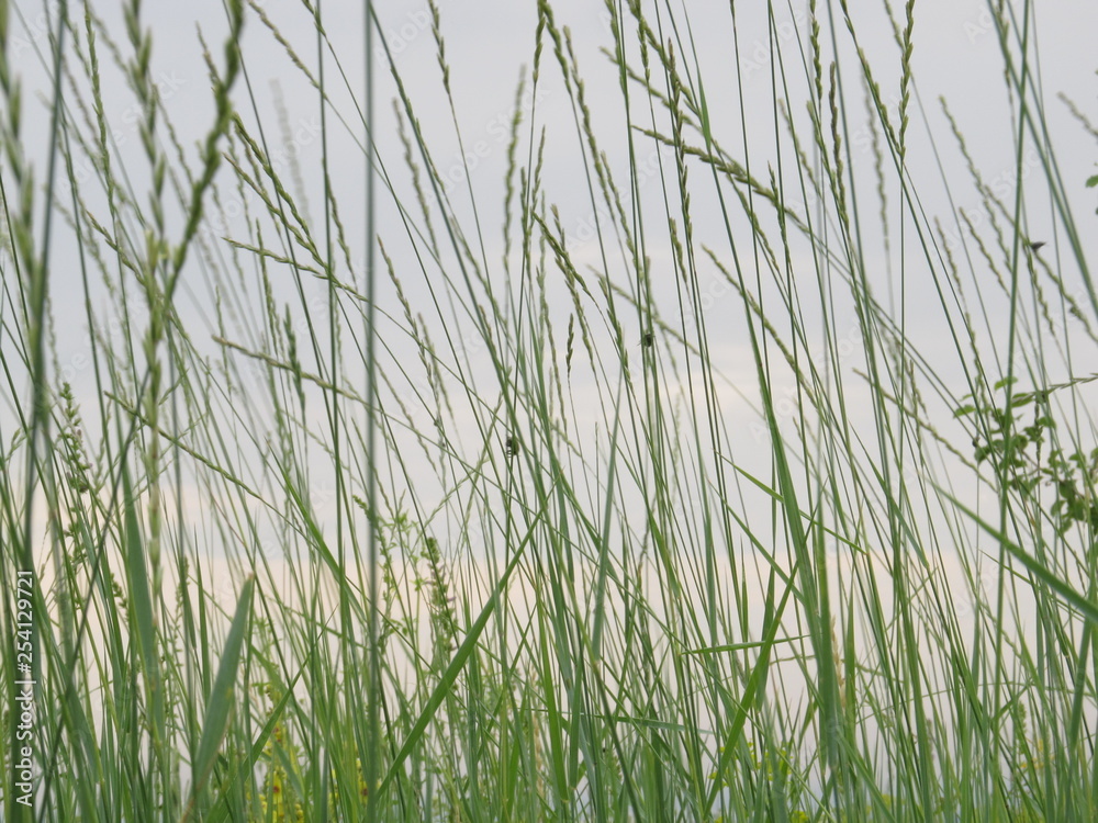 cloudy evening sky through young green thin blades of grass, on which sit different insects cloudy evening sky through young green thin blades of grass, on which sit different insects