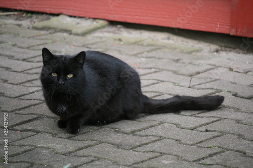 Schwarze Katze im Hinterhof © UT
