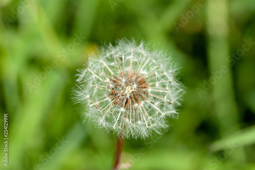 Fluff of dandelion in Japan