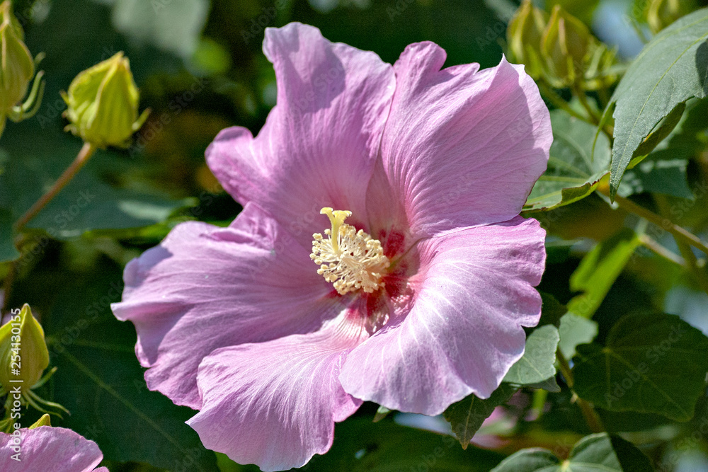 Hibiscus in Japan