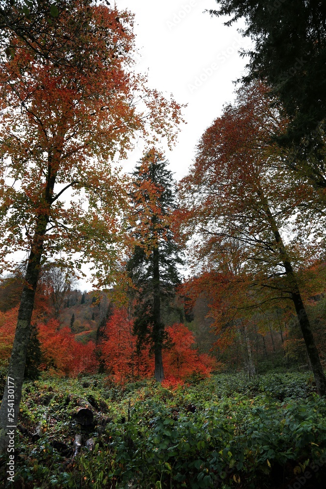 Autumn forest and village photos.savsat/artvin /turkey 