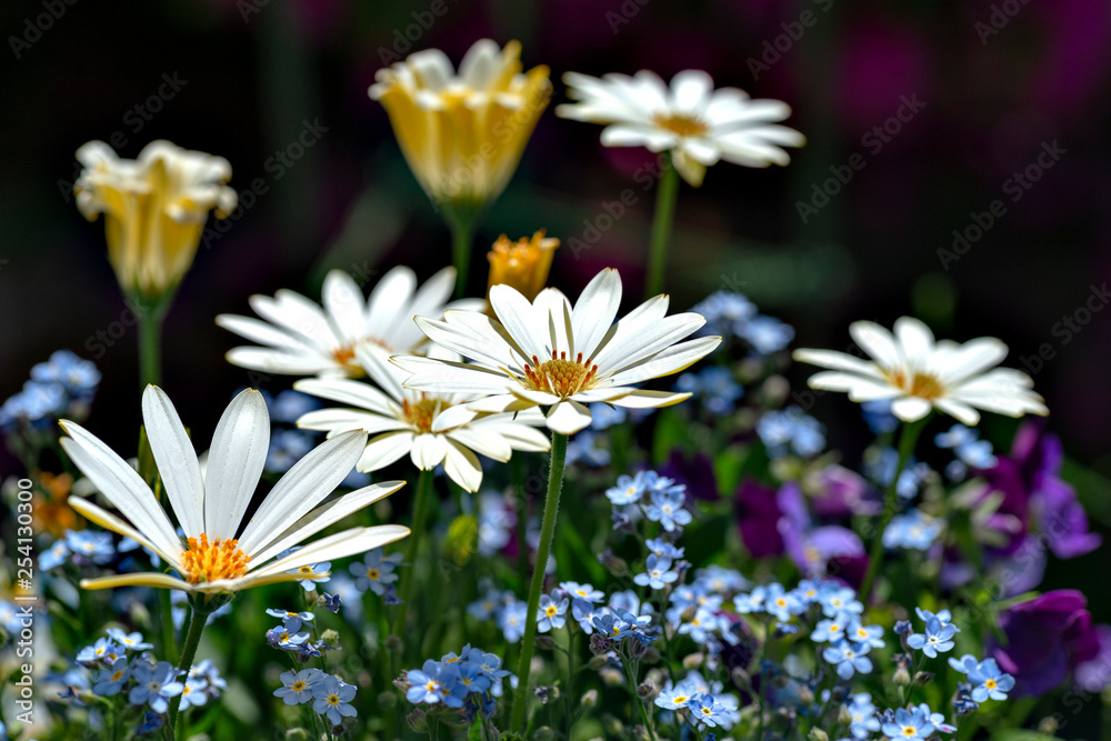 Marguerite and forget-me-not in garden